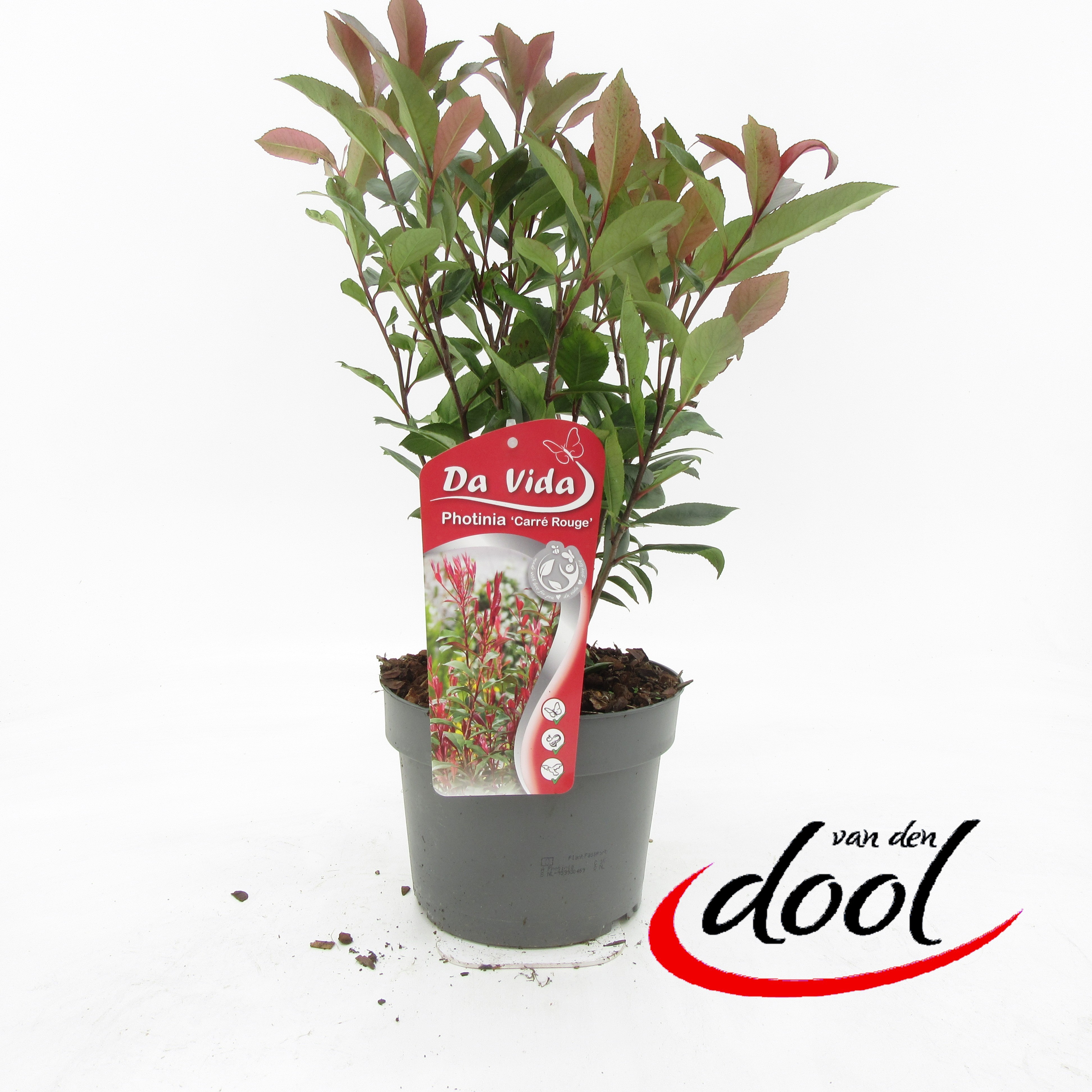 Picture of Photinia fr. Carré Rouge