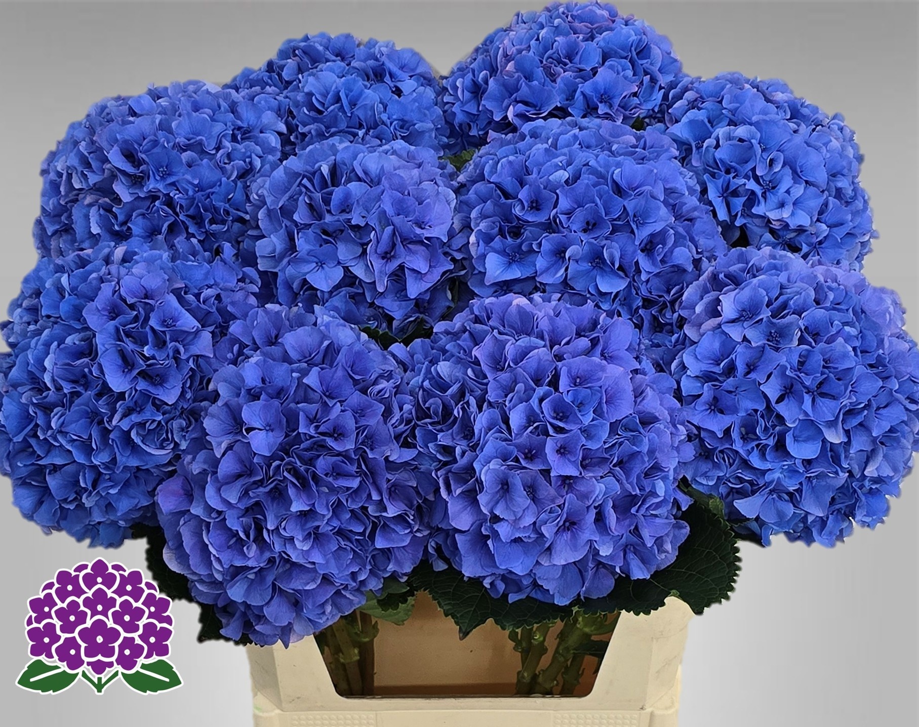 Hydrangea Royal Parade 80cm 22Ø