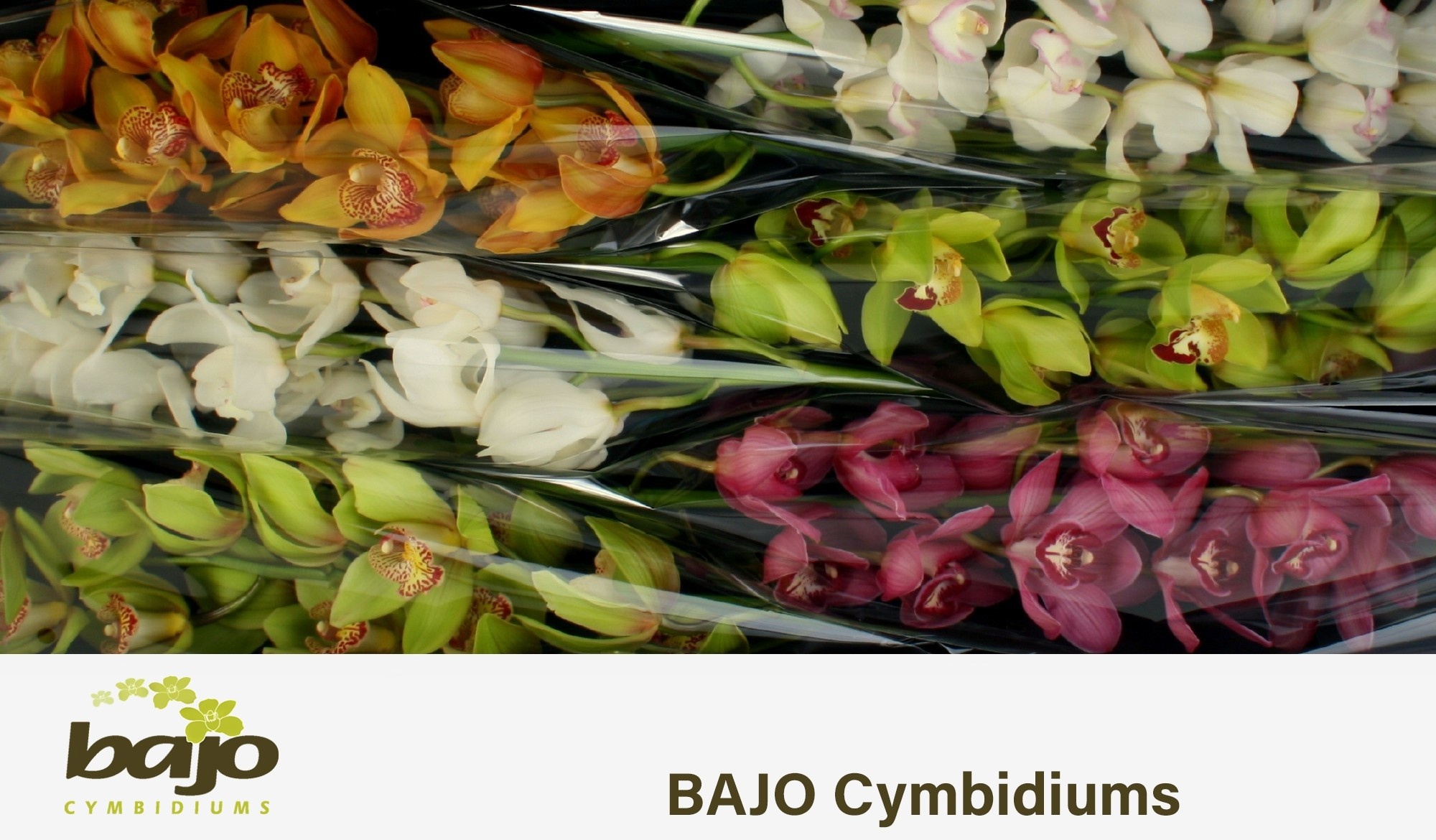 Cymbidium Asst 11bl
