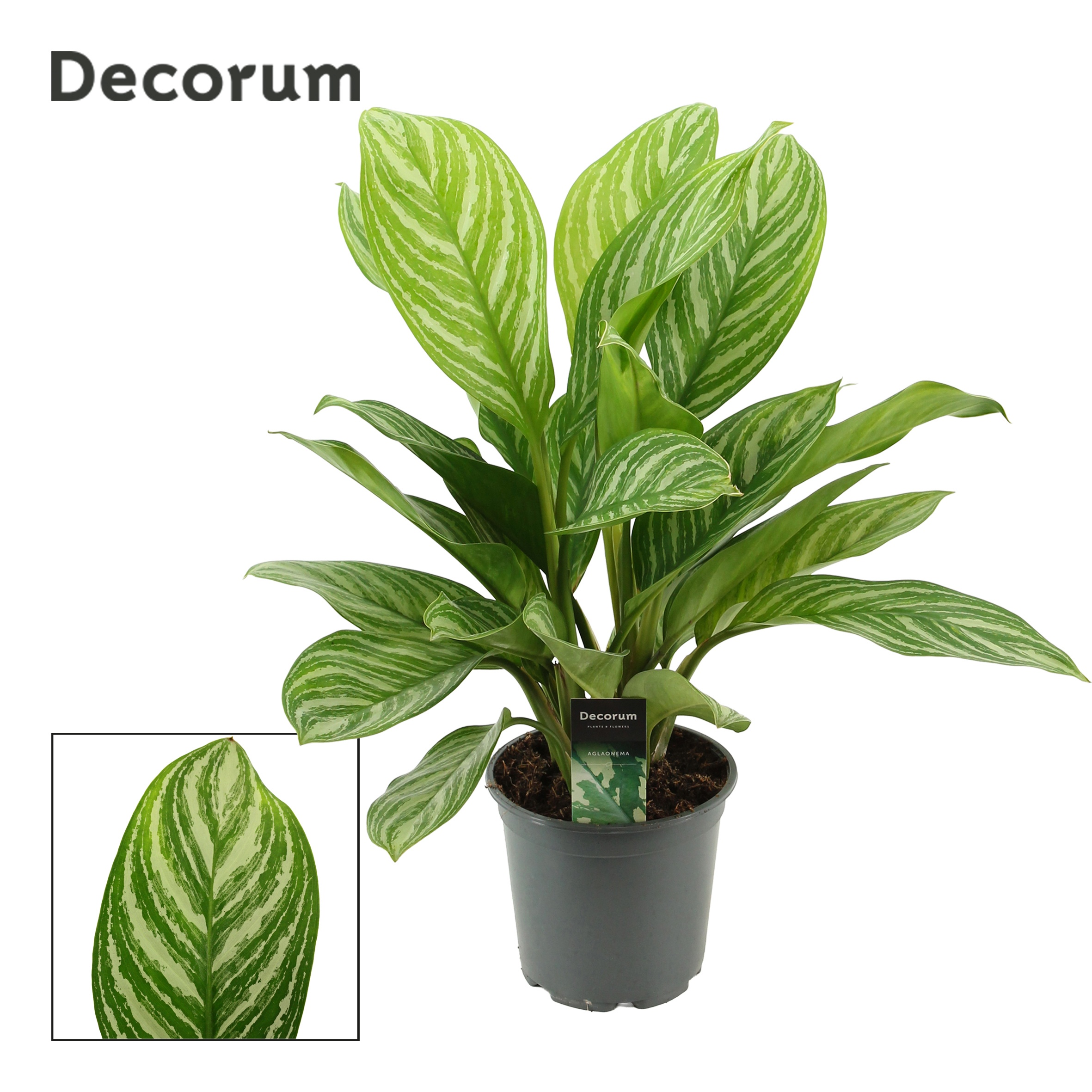 Aglaonema 'Stripes' decorum