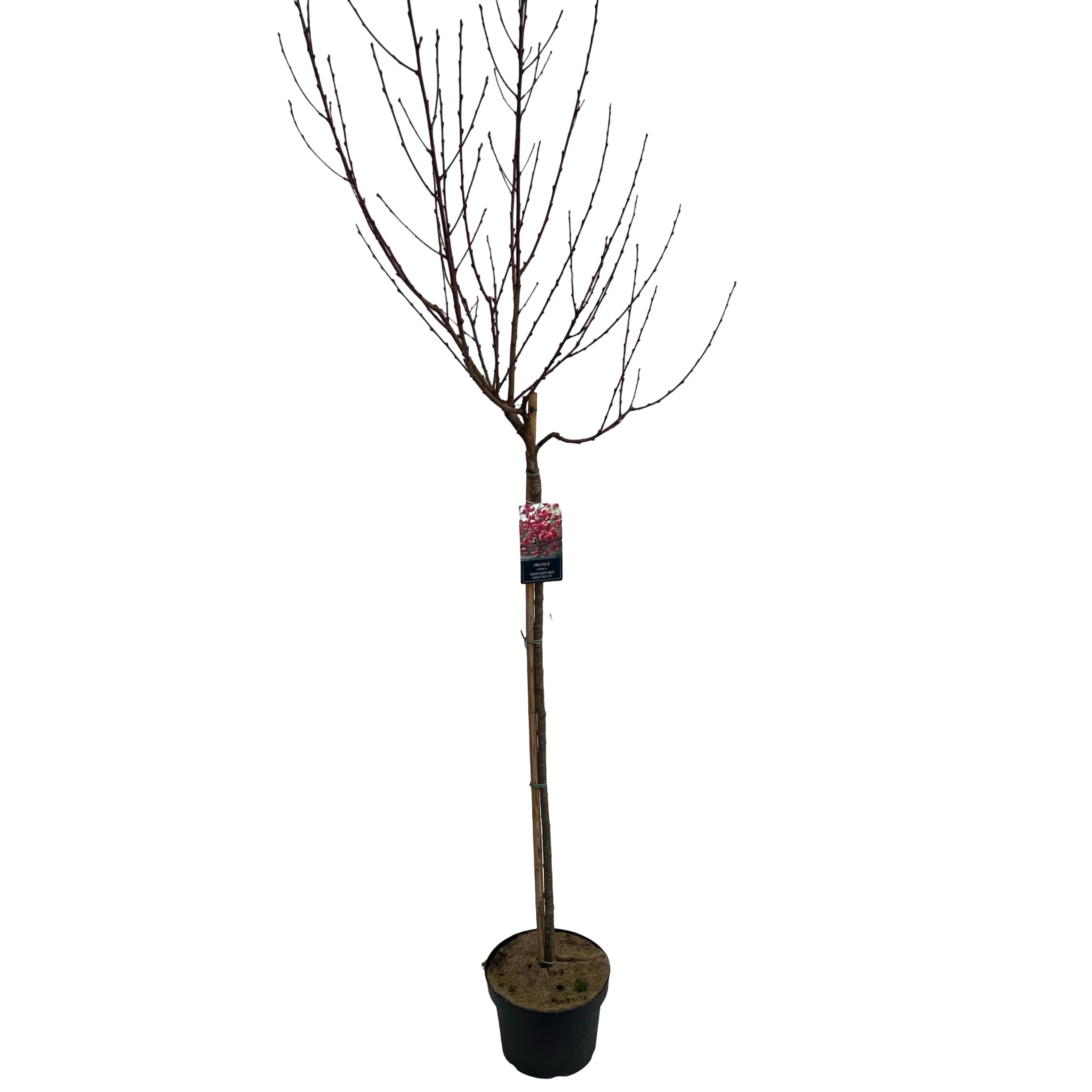 Picture of Prunus Taoflora Red P29 (10 Ltr) 120/STD (LOOSE)