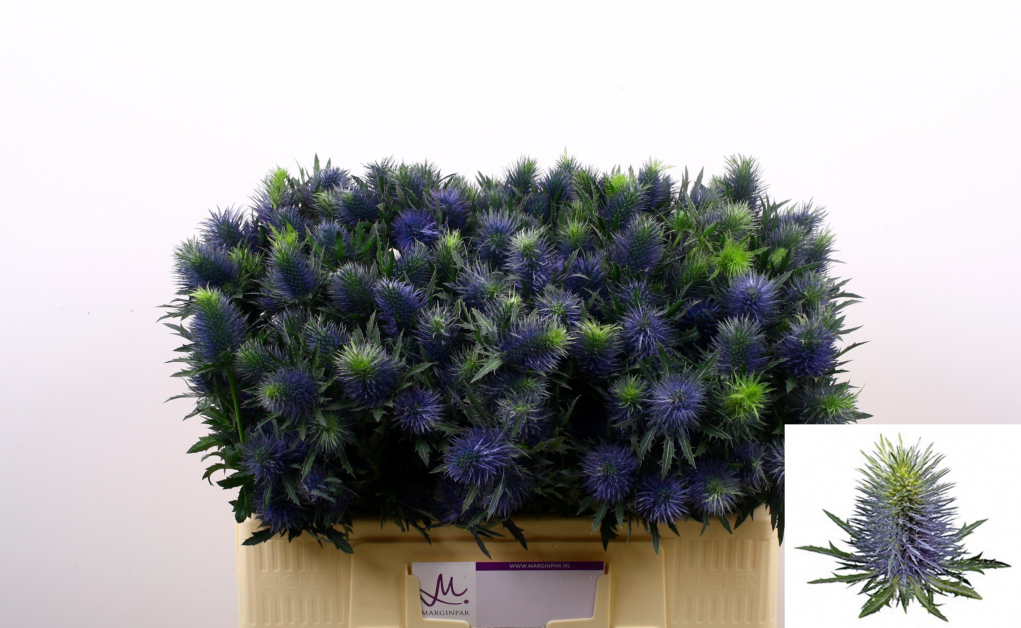 Eryngium Supernova 50cm