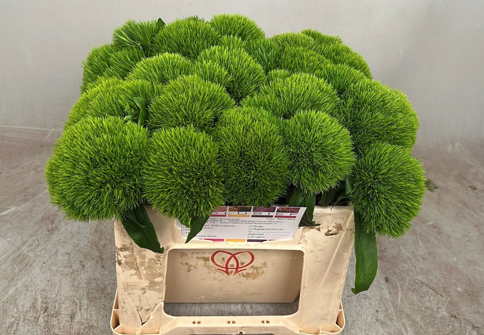 Dianthus Barb Kiwi Cool 30cm