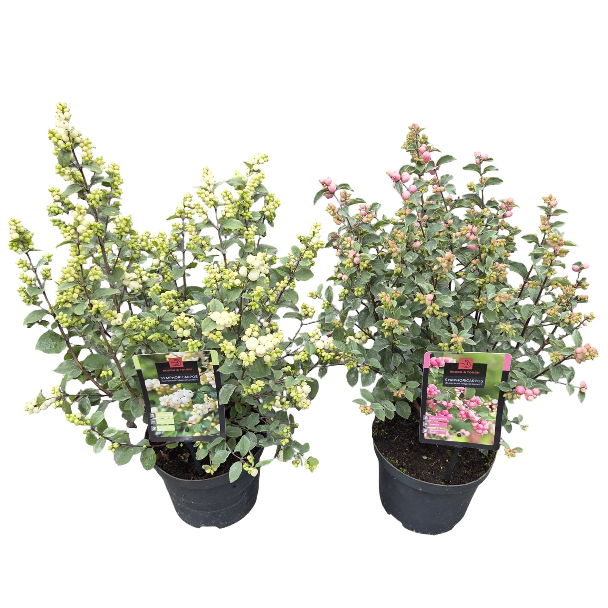 Symphoricarpos 'Magical Mix'®