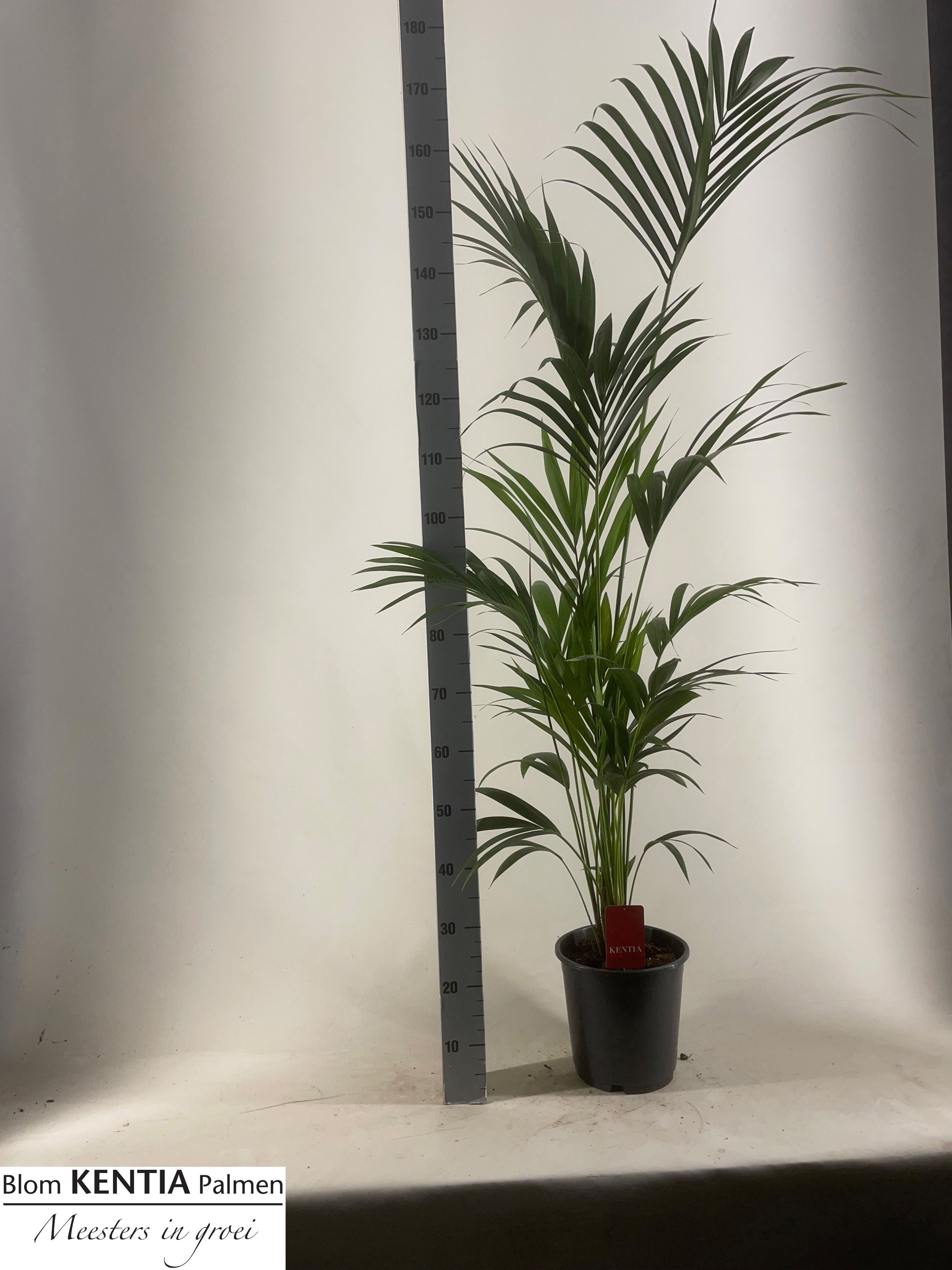 Howea Forsteriana