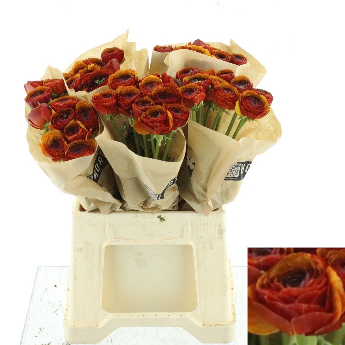 Ranunculus 45cm