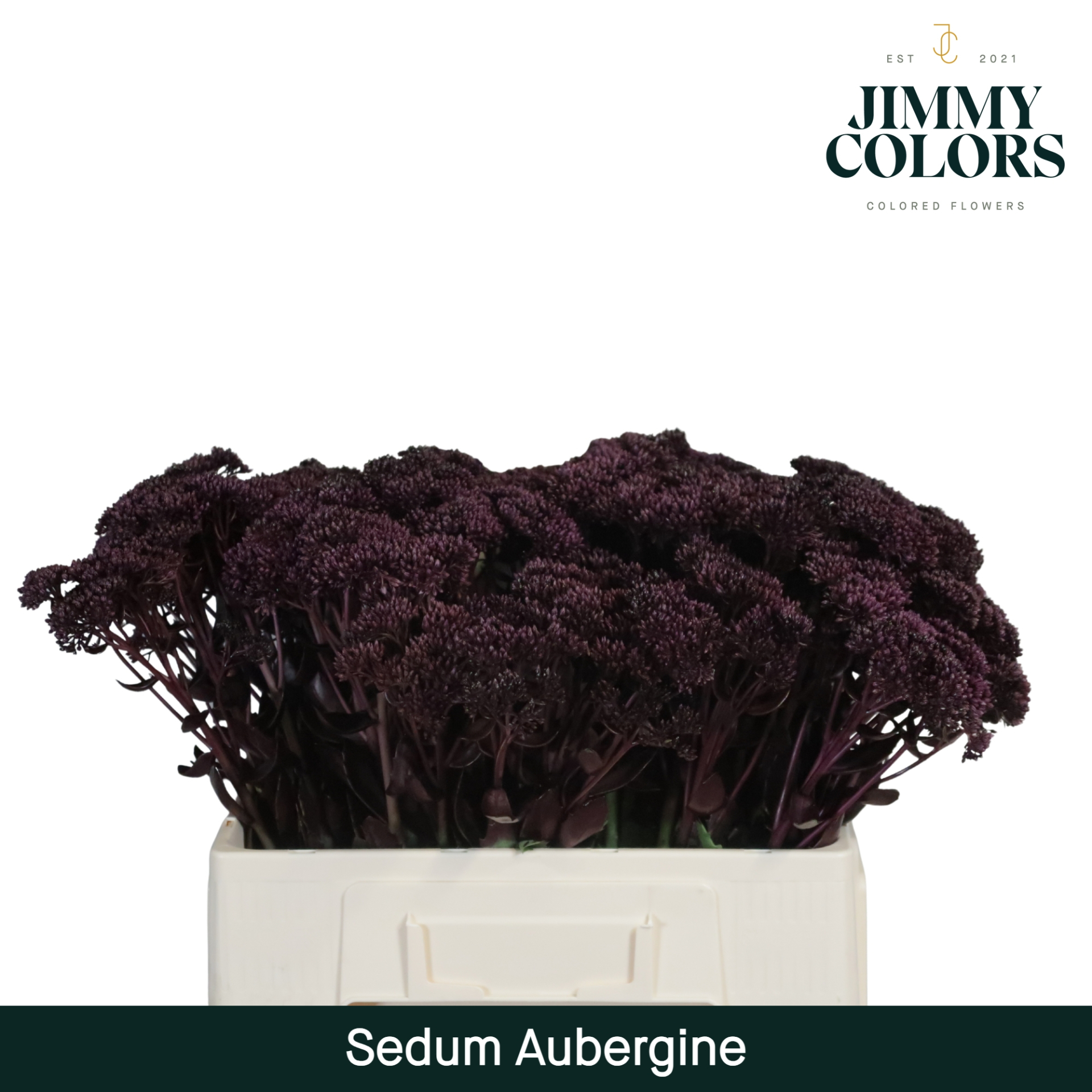 Sedum L55 Aubergine
