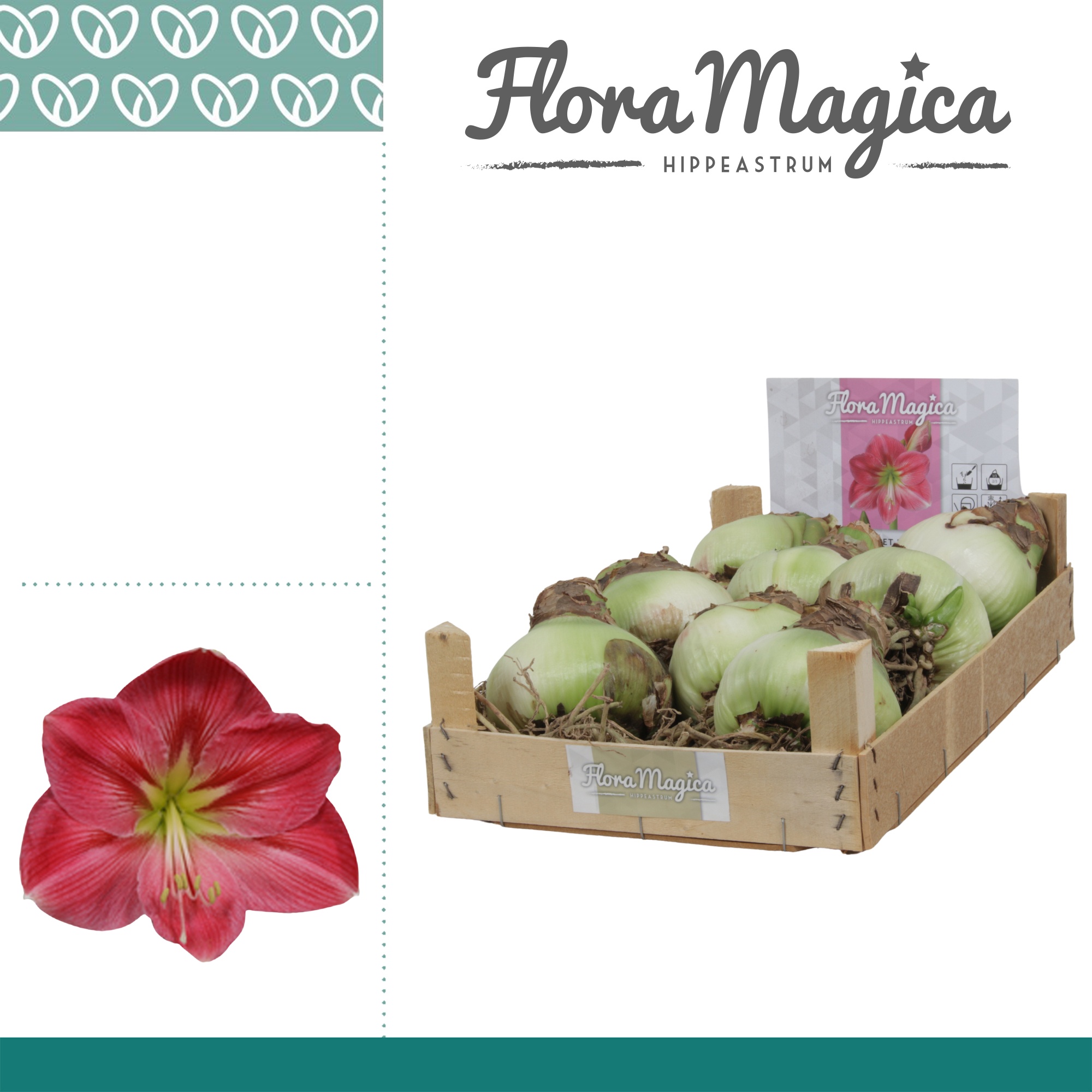 Amaryllis Bulb Sweet Pink in Wooden Crate