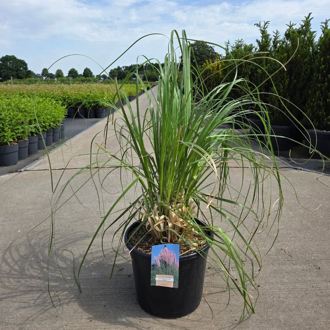 Cortaderia selloana 'Rosea'