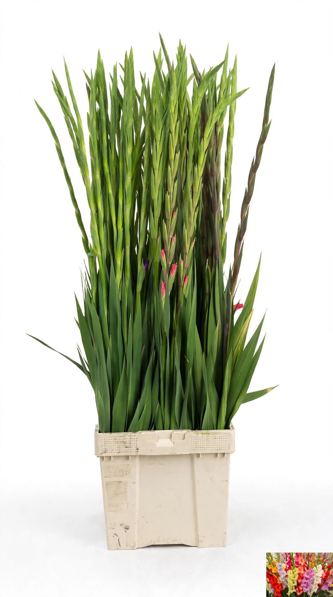 Gladiolus Mixed In Bucket 120cm 25gram