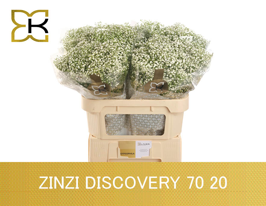 Gyps Pa Zi Discovery