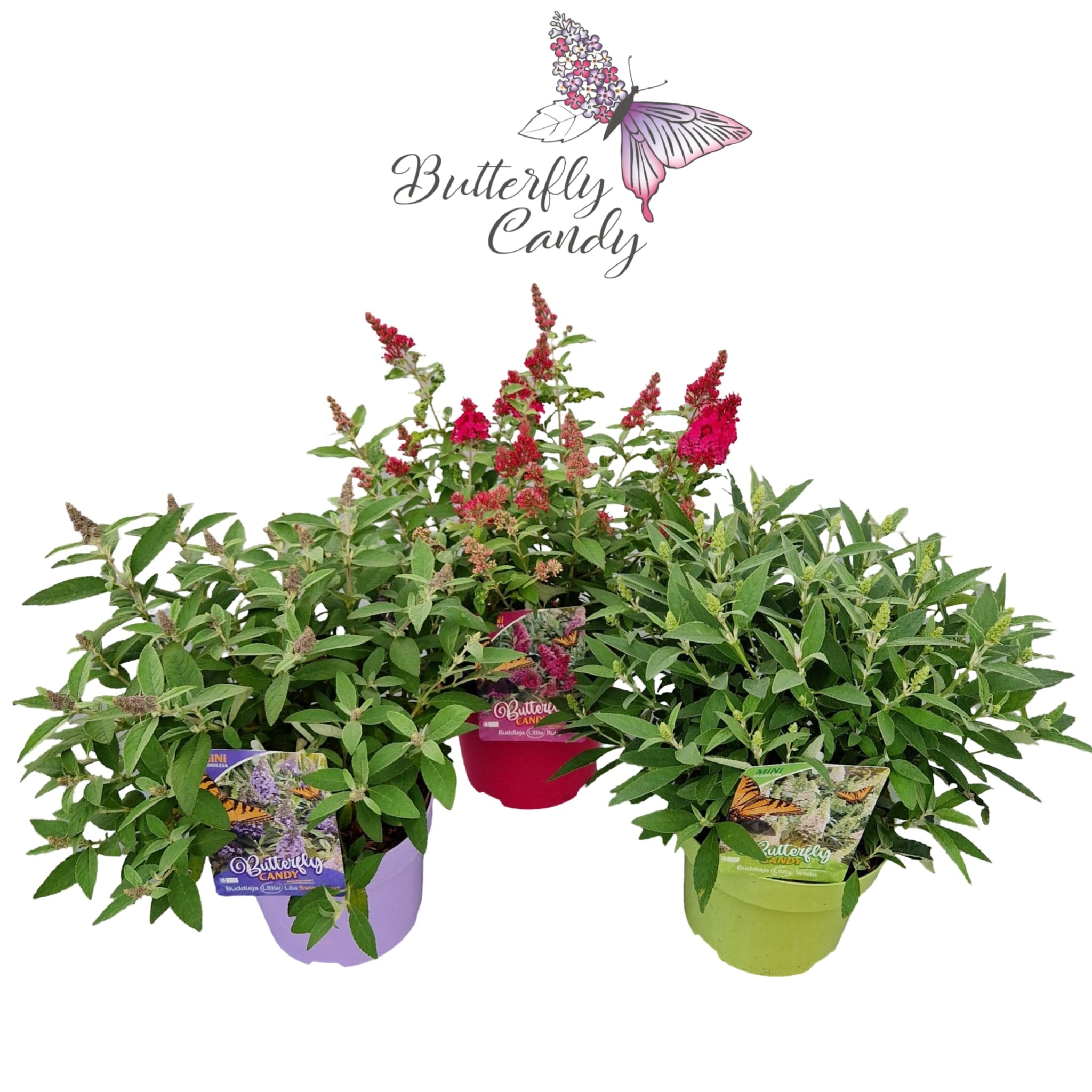 Picture of Buddleja d. 'Little Butterfly Candy' ® Mix