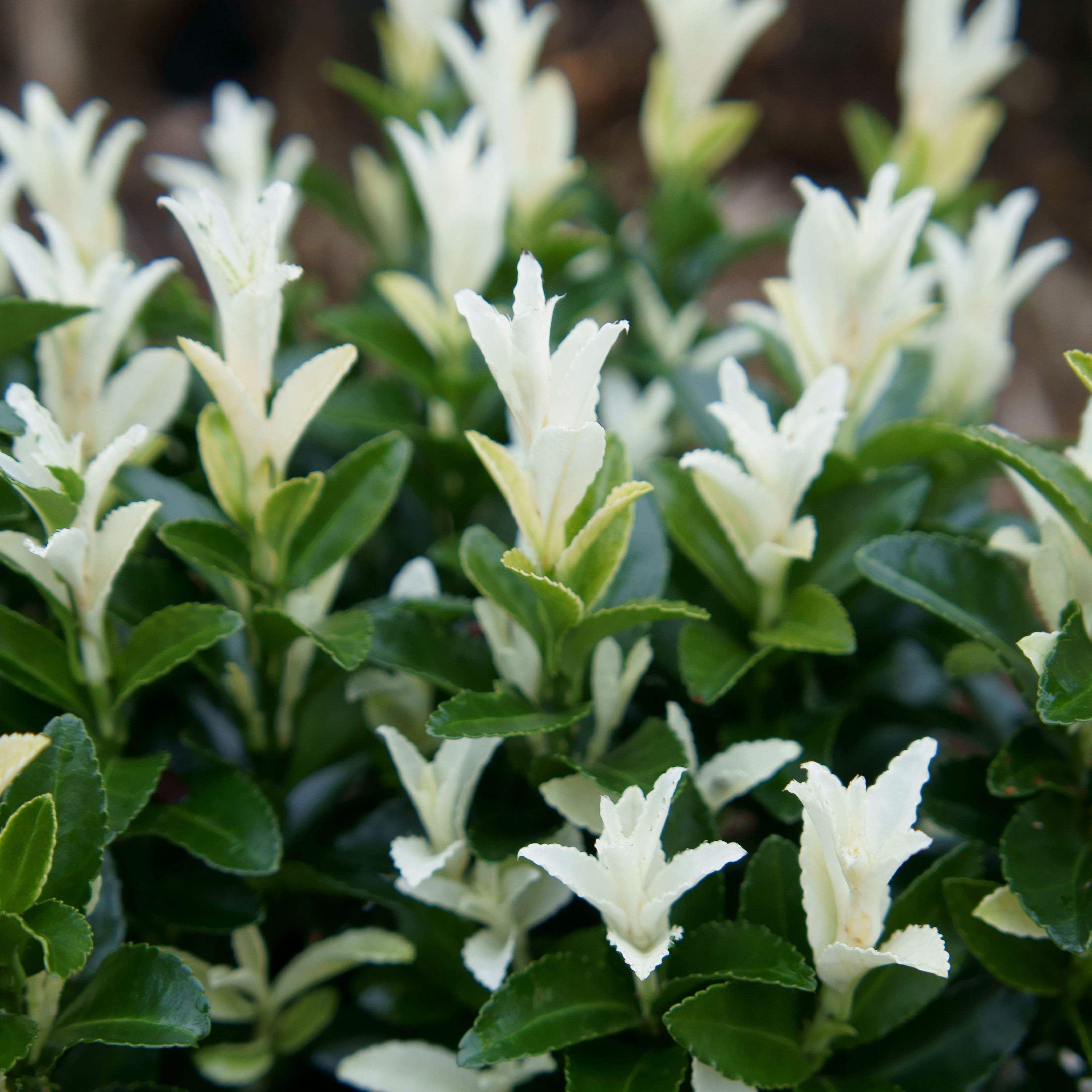 Picture of Euonymus jap. Paloma Blanca ('Lankveld03'PBR)