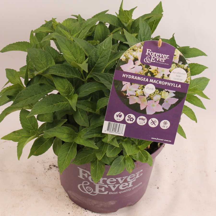 Hydrangea Forever&Ever® Teller Pink