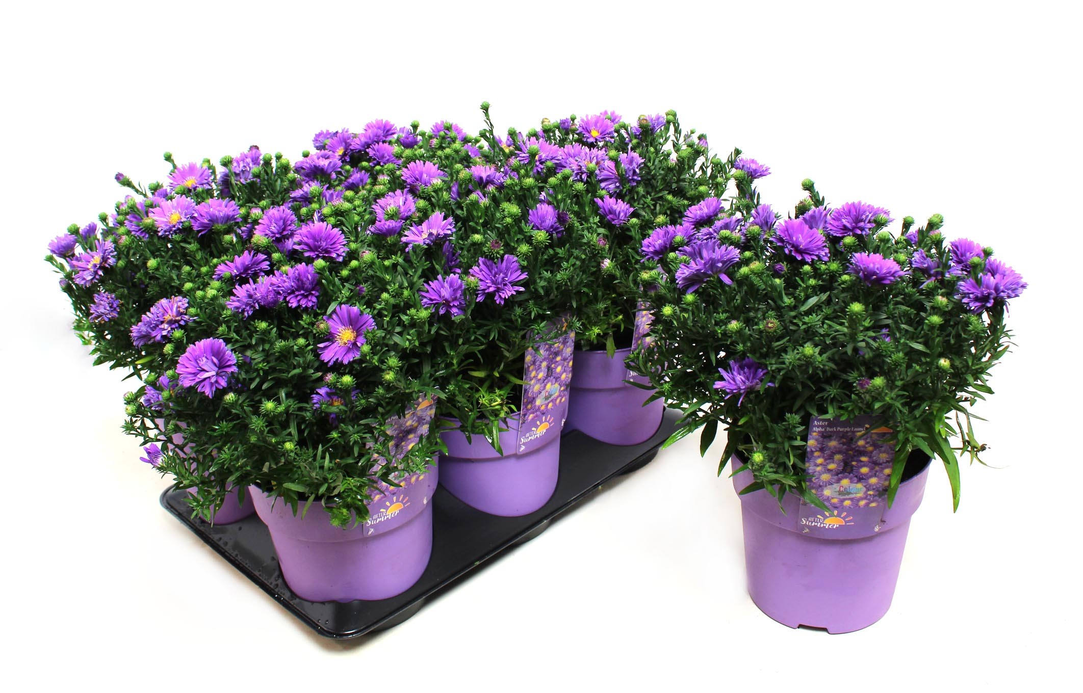 Picture of Aster Alpha Dark Purple Launch (After Summer) P15