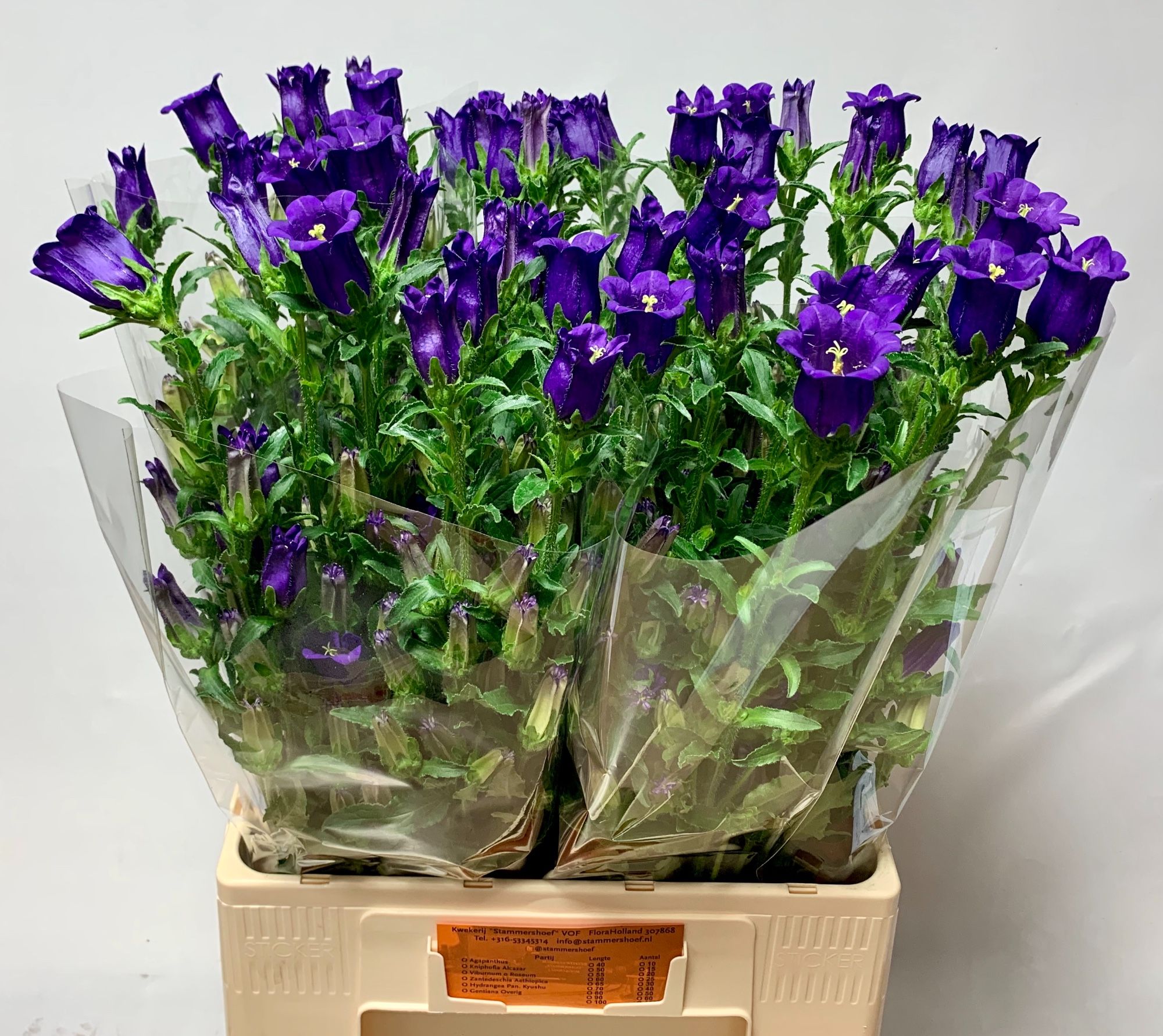 Campanula Champion Blue 60cm