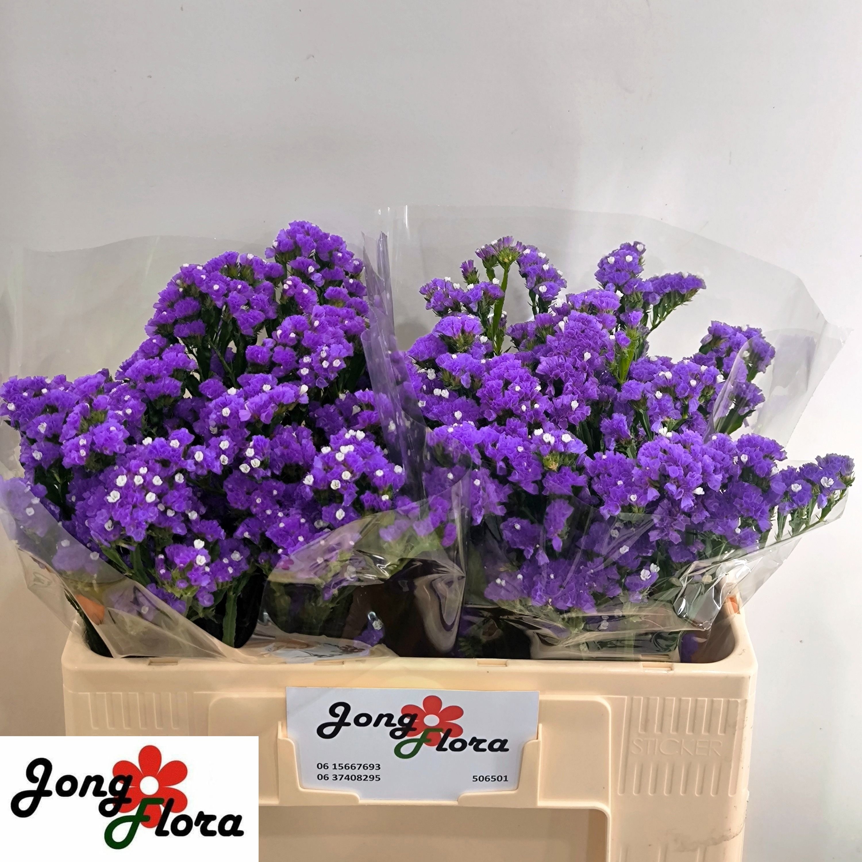 Limonium St Crystal Dark Blue 50cm 20gram