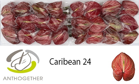 Anth A Caribean