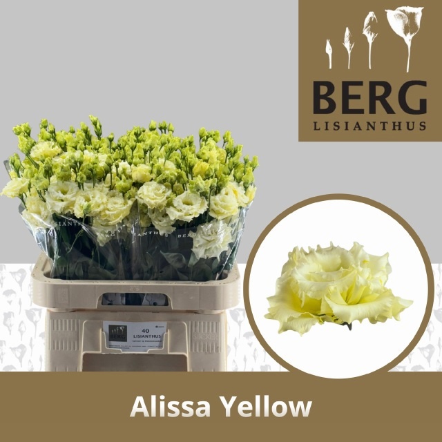 Eus G Alissa Yellow