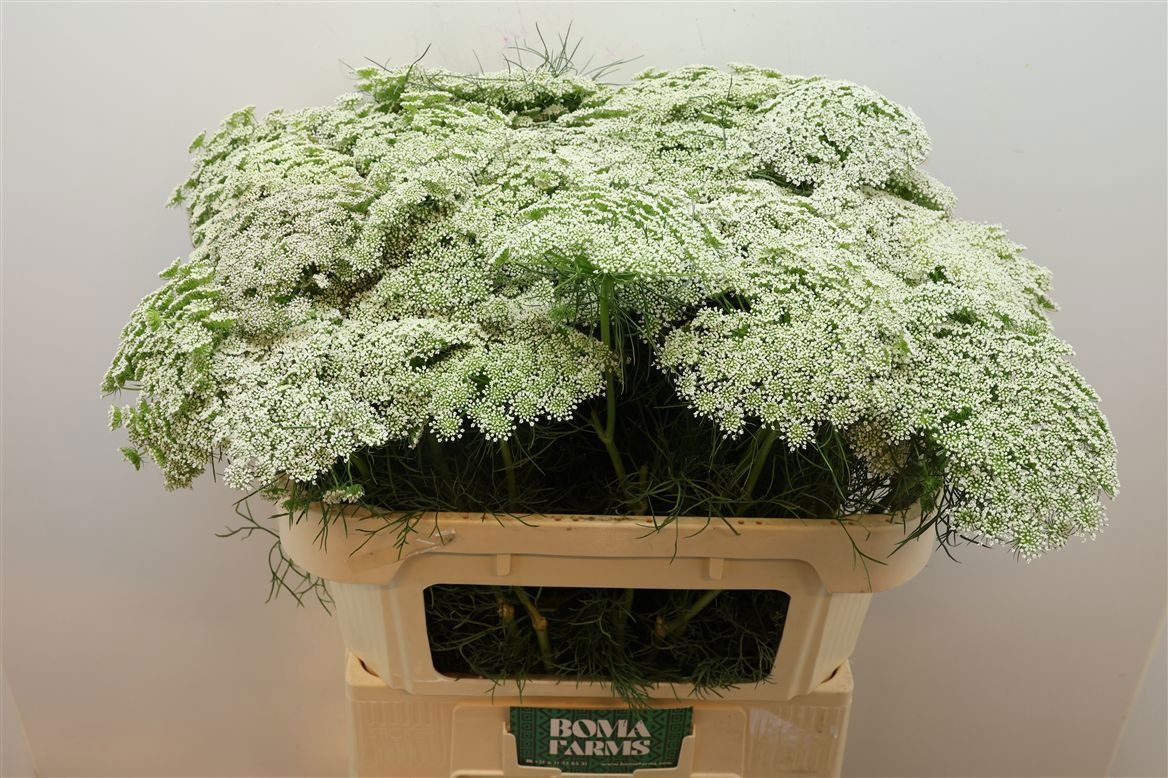 Ammi Vis Casablanca