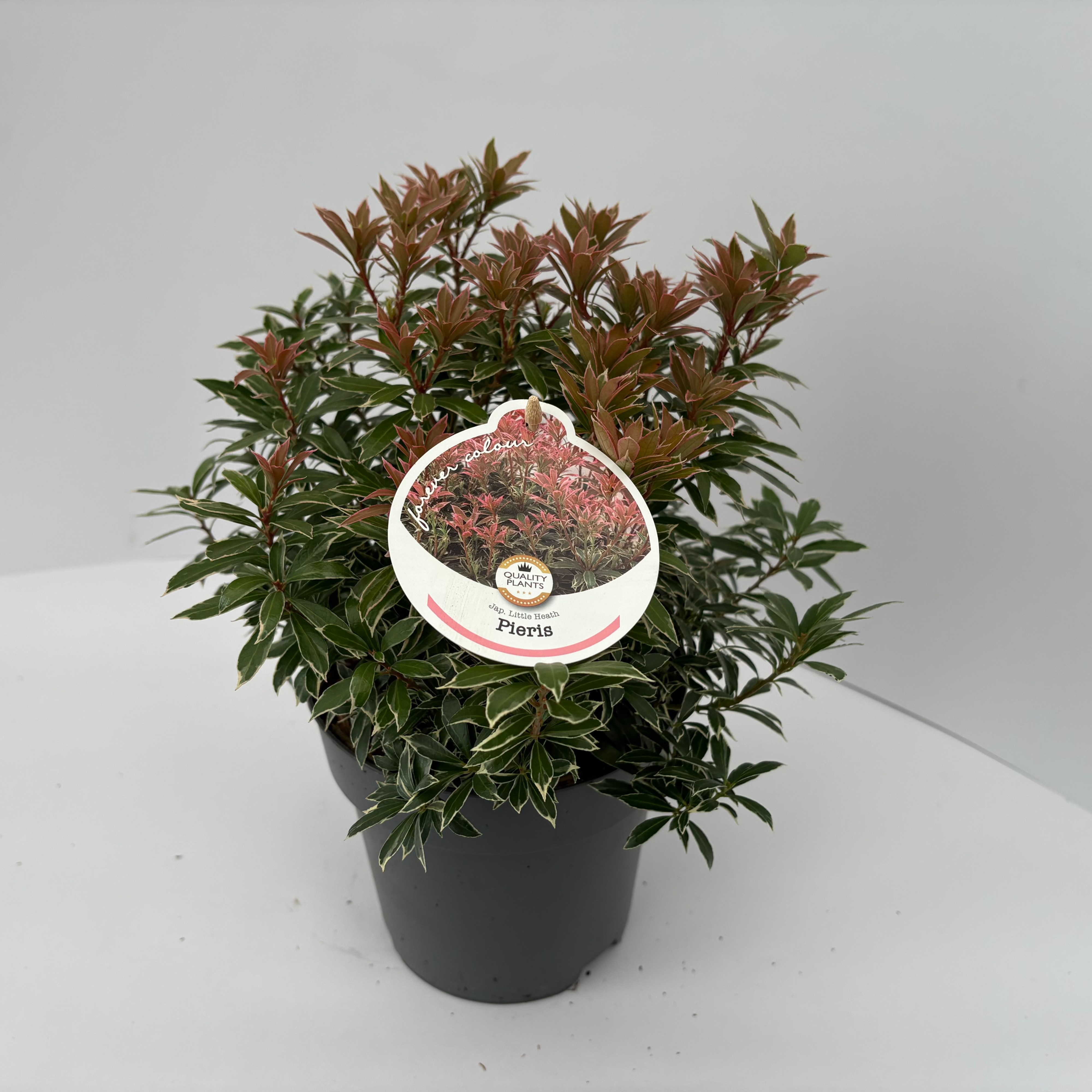 Picture of Pieris jap. Little Heath P17 (2 Ltr)