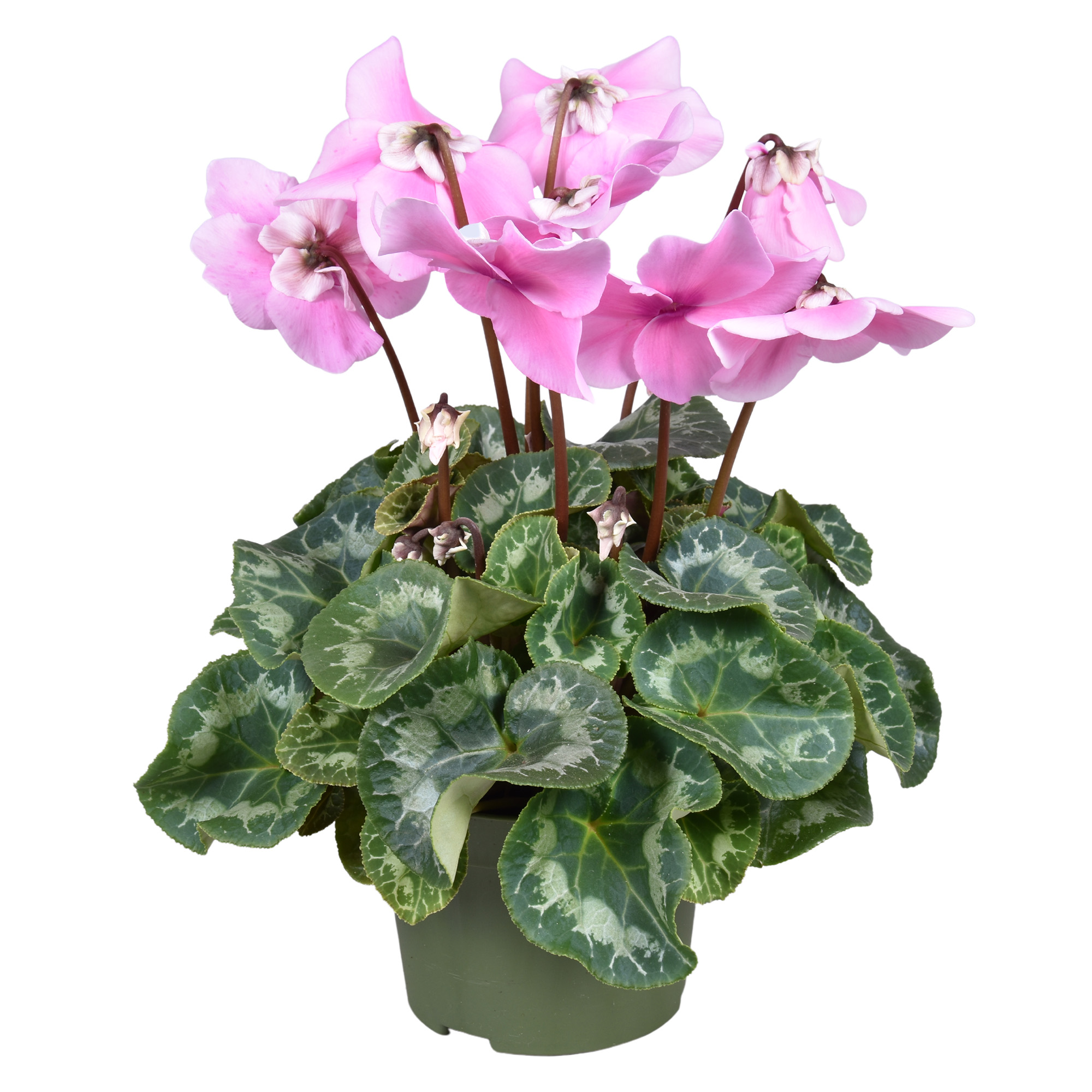 Picture of Cyclamen Fleur en Voque Pink'' big flowers P13 35CM