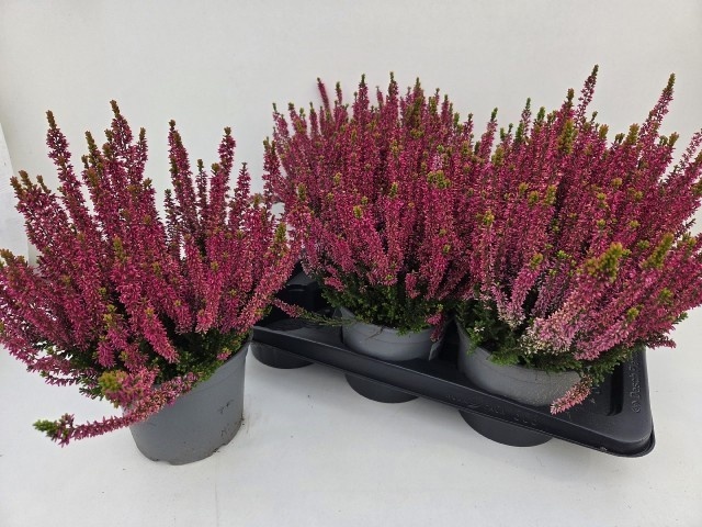 Callu Gg Lilith 17Ø 36cm