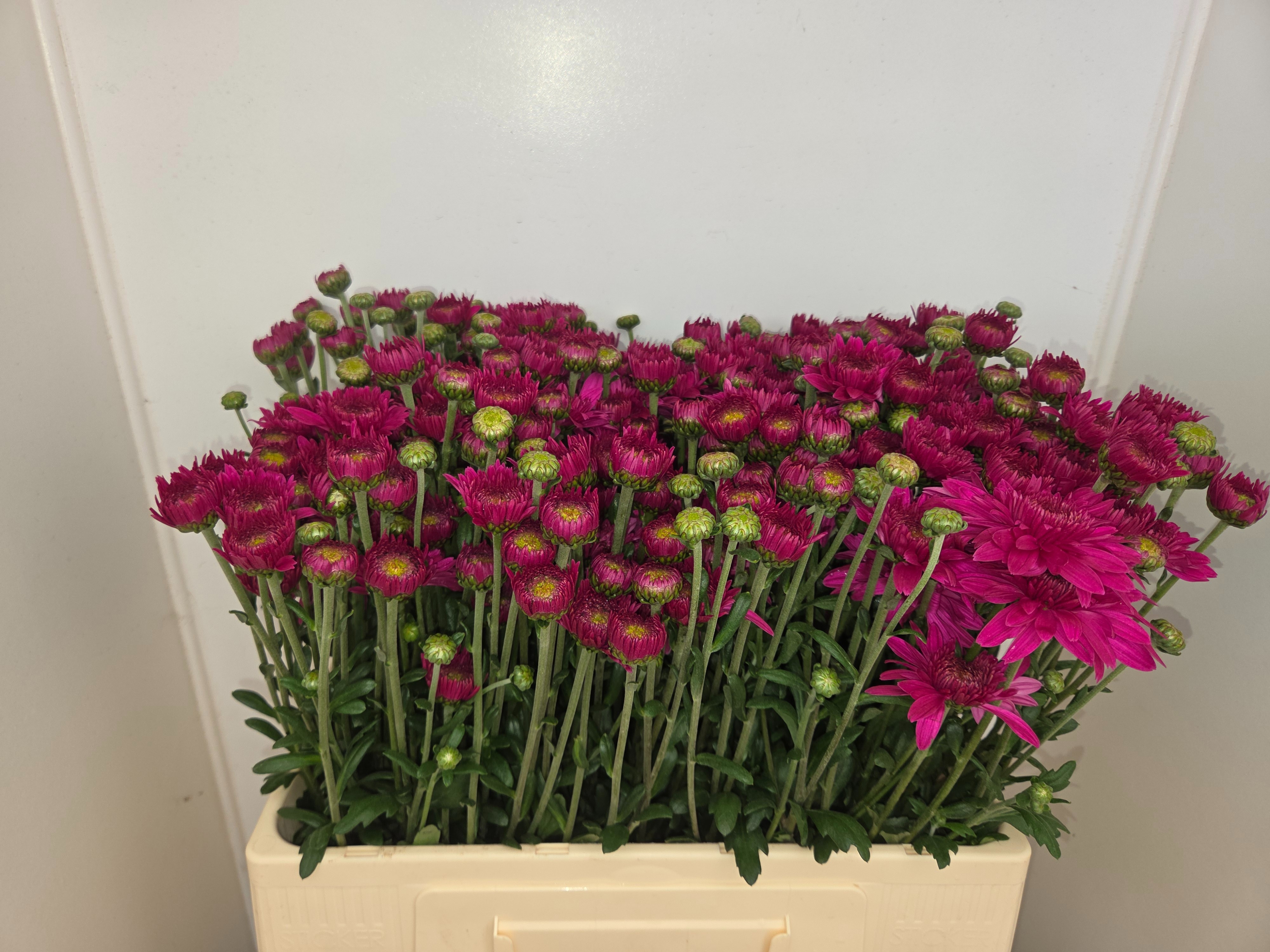 Chrys Spray Beppie Super Purple 60cm