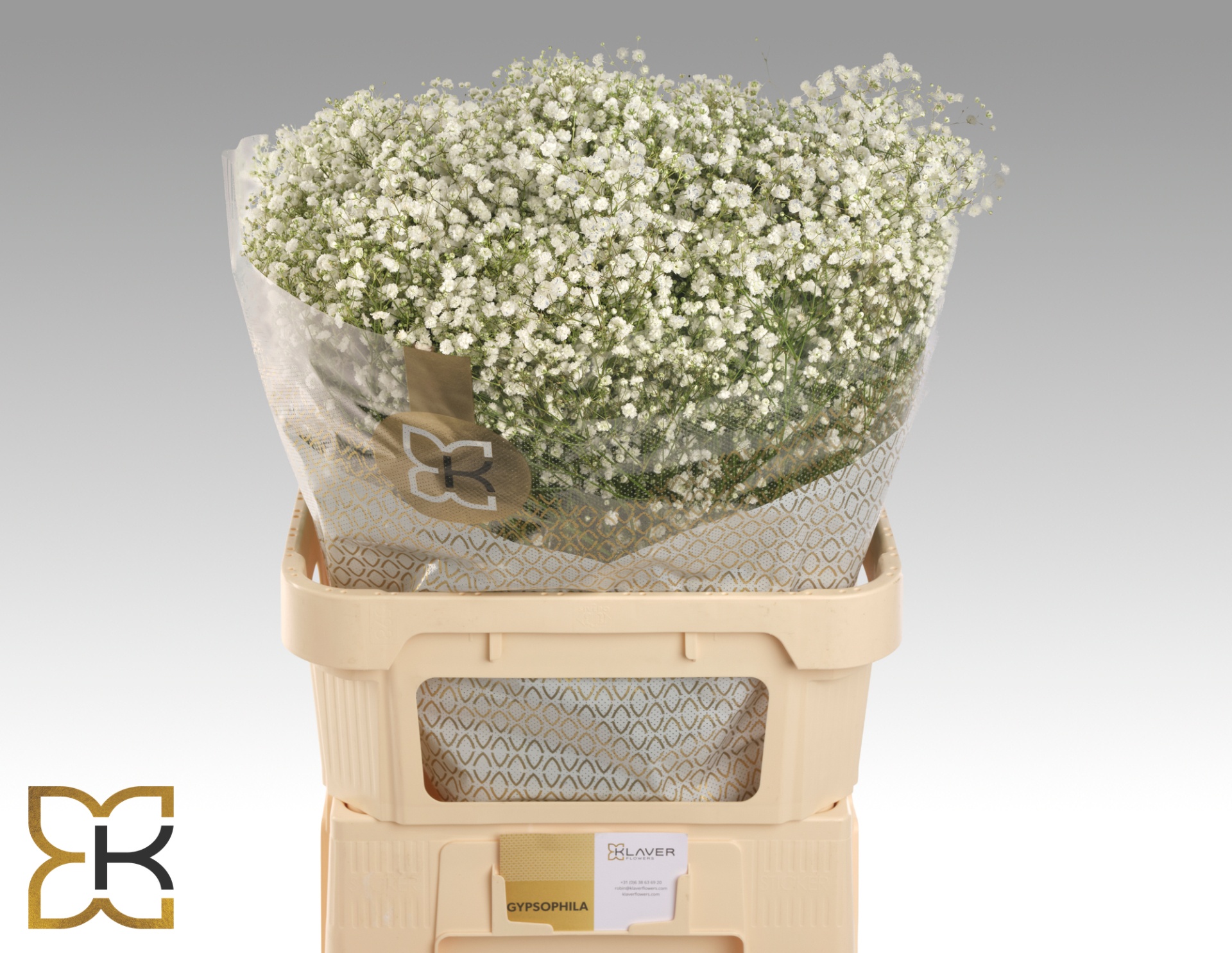 Gypsophila Xlence White 80cm 40gram