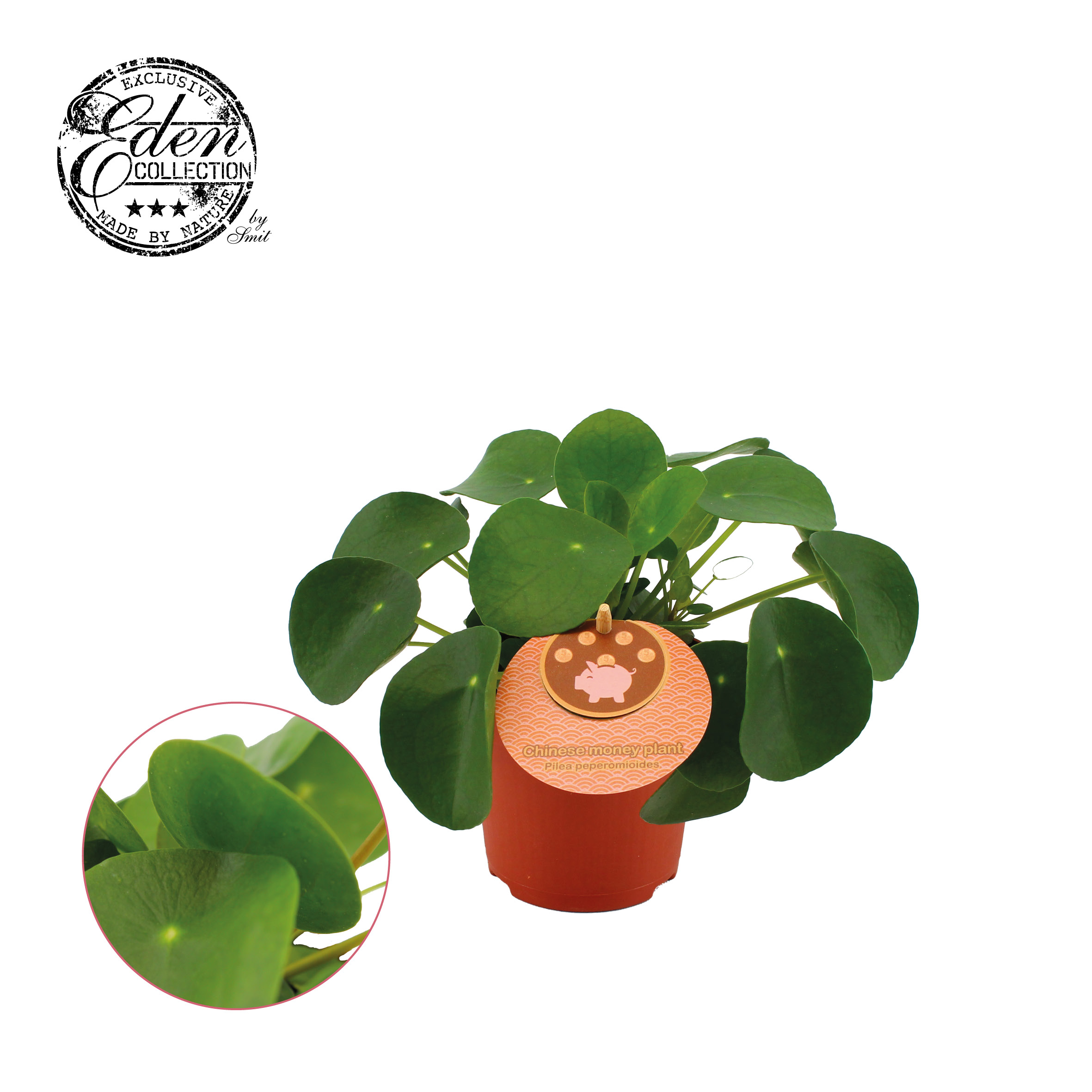 Picture of Pilea Peperomioides english label P10.5 15CM