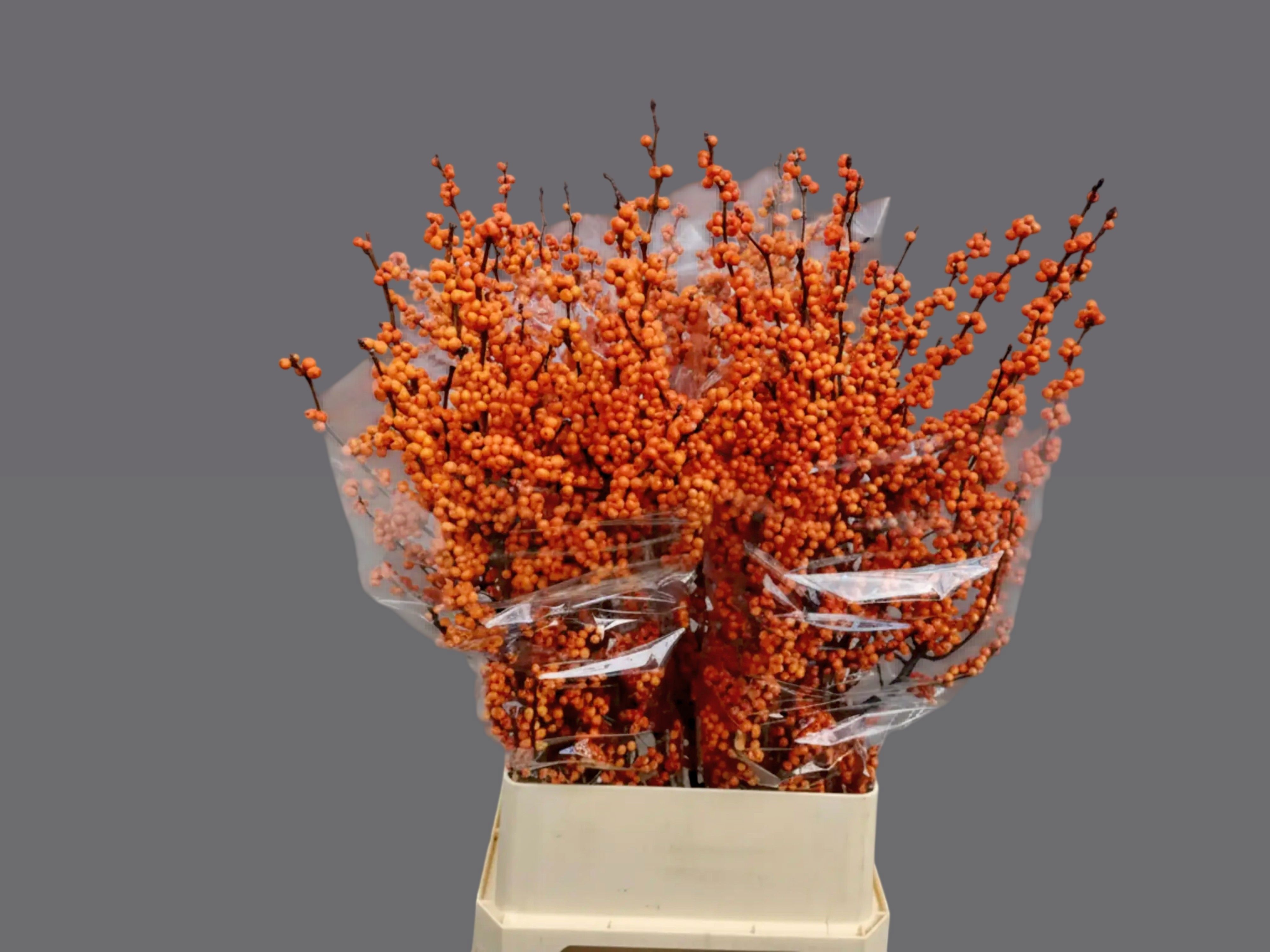 Ilex Winter Gold 100cm
