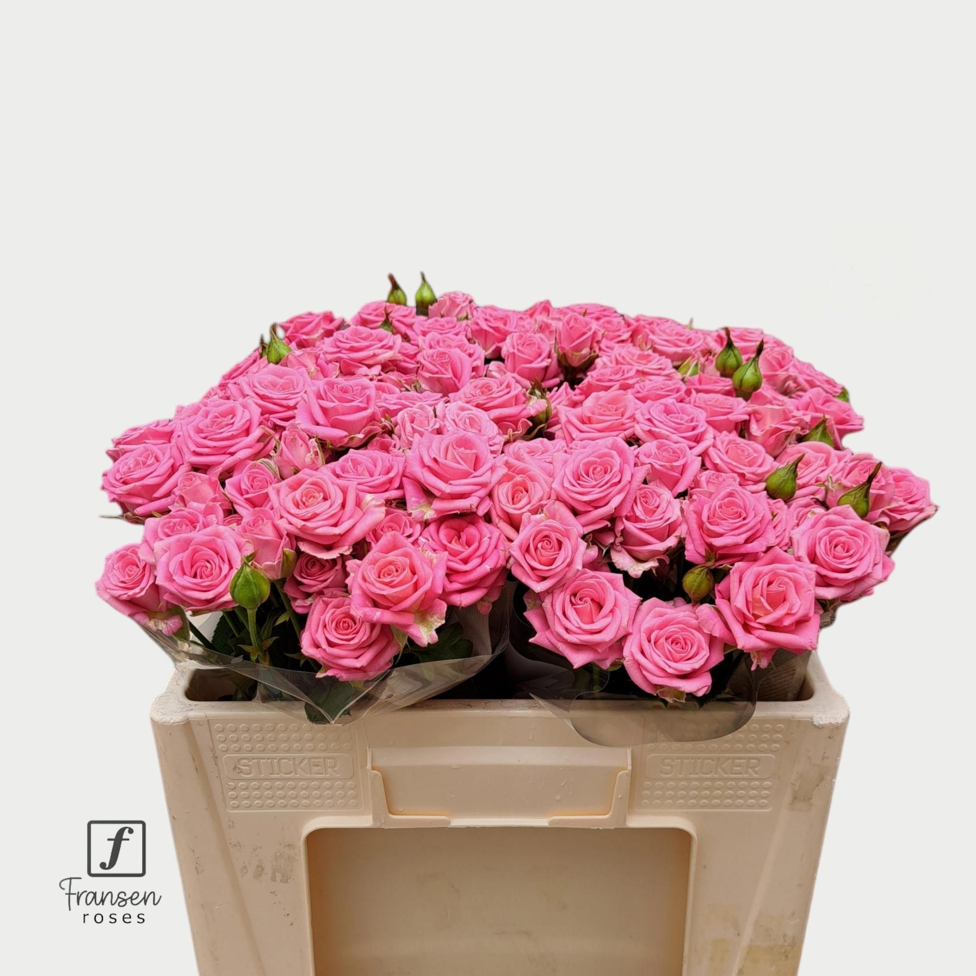 Broom Bloom Bunch Bleached White