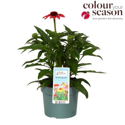 Echinacea Mooodz Sympathy P19 FlevoFlora