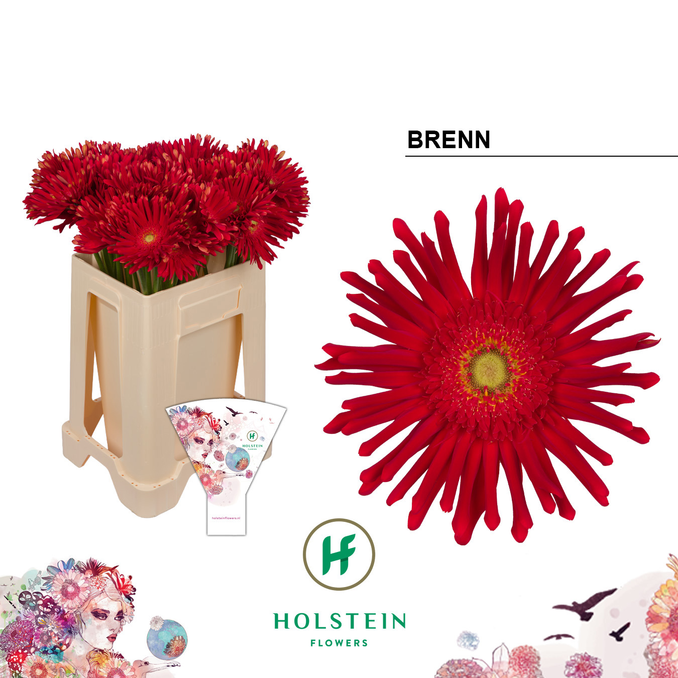 Gerbera Pasta Brenn Water