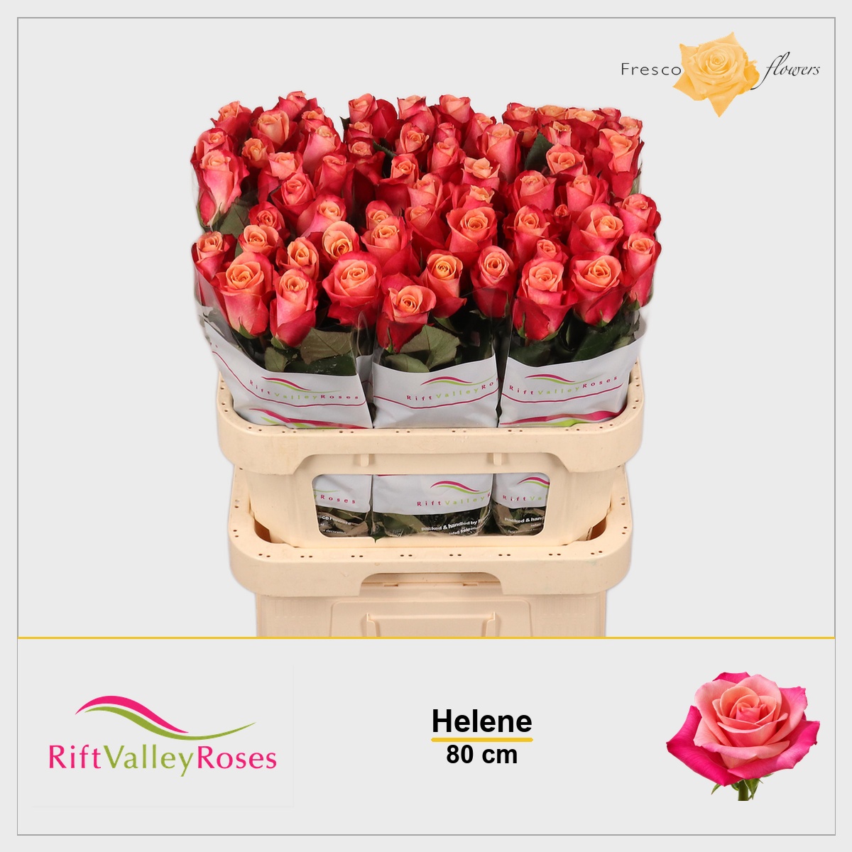 Rosa Helene 80cm