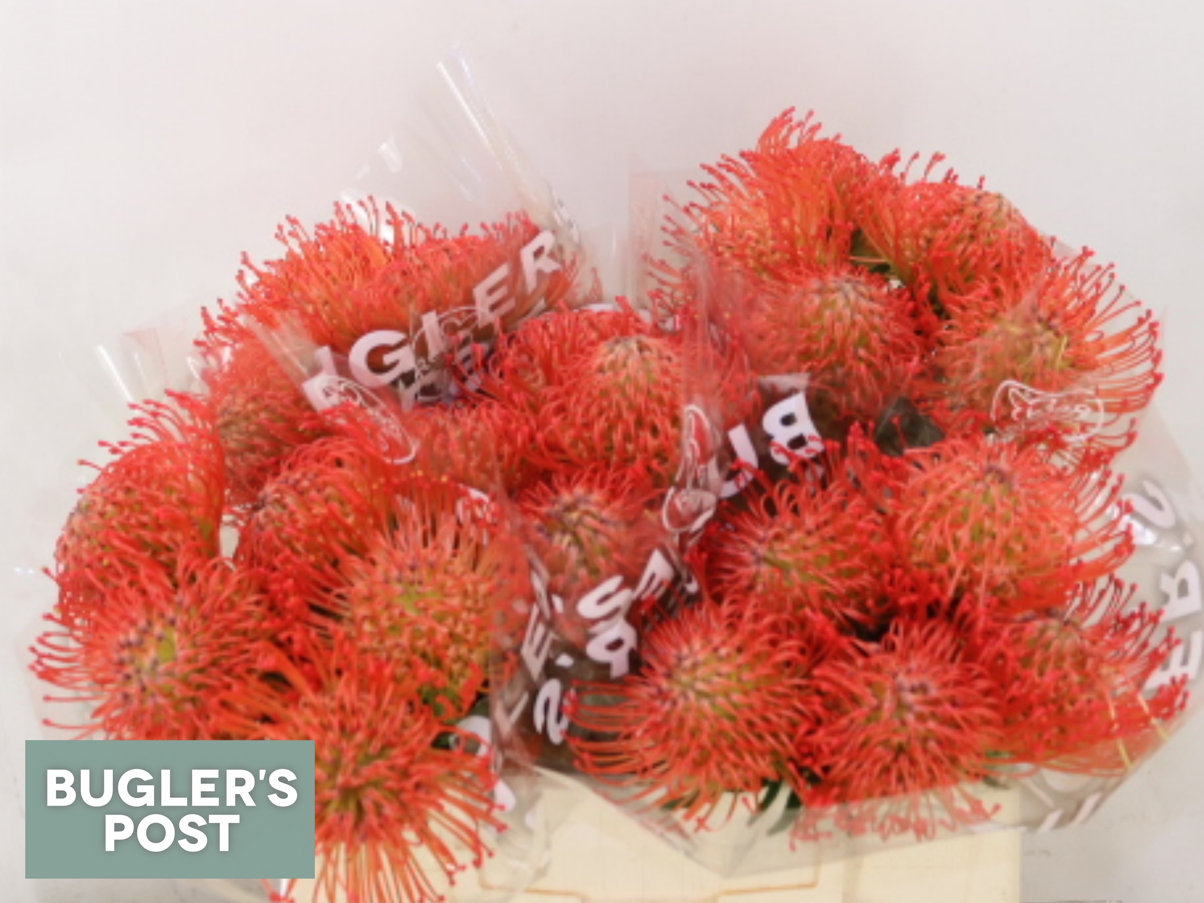 Leucospermum Succession 35cm
