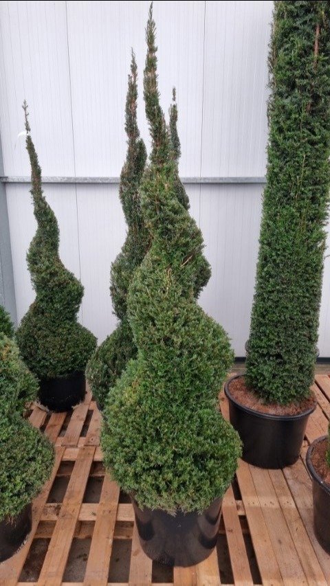 Taxus baccata
