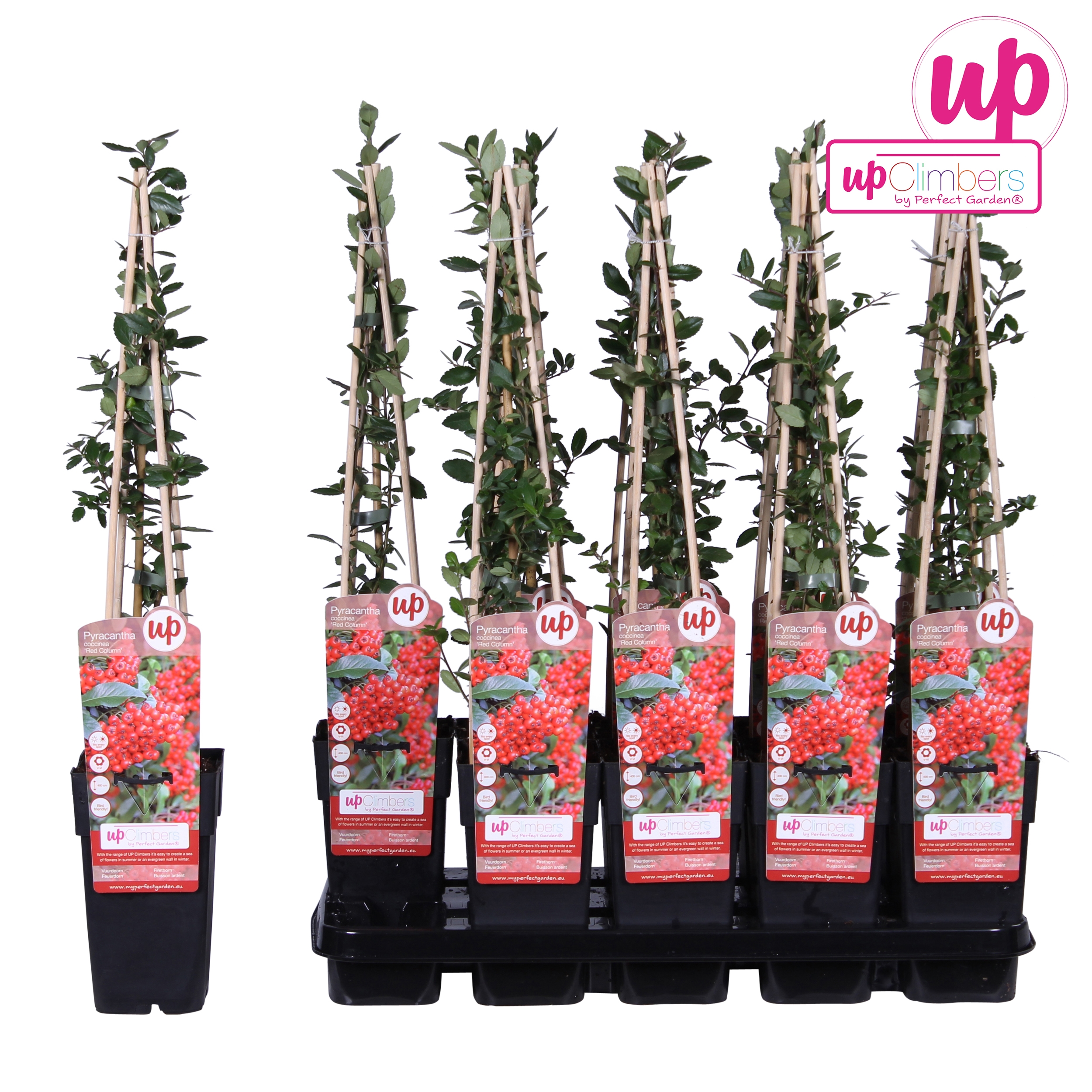 Picture of Pyracantha coccinea Red Column P15