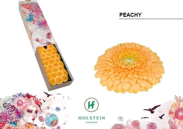 Ge Bv Pom Peachy