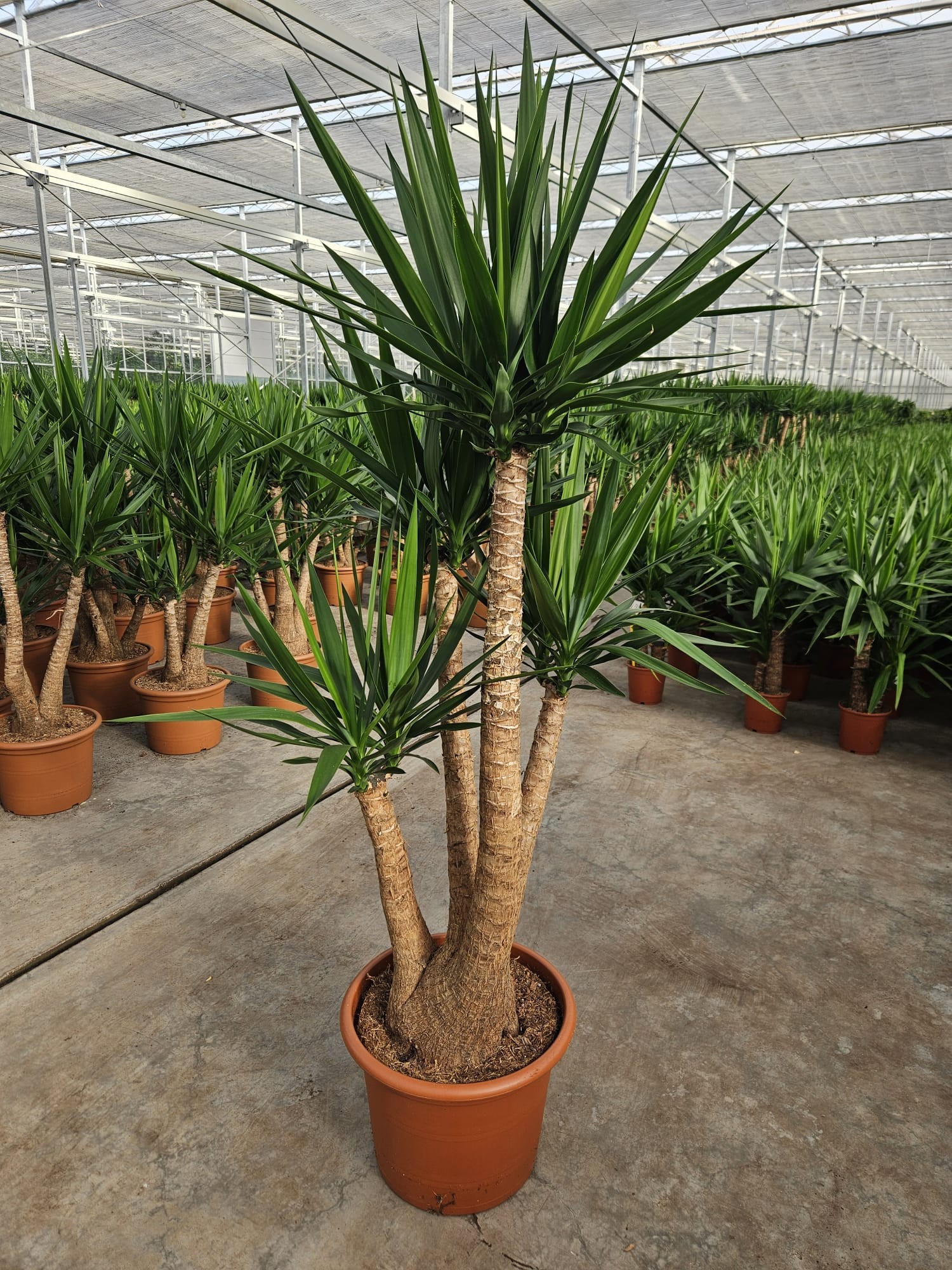 Yucca elephantipes 3+ armen
