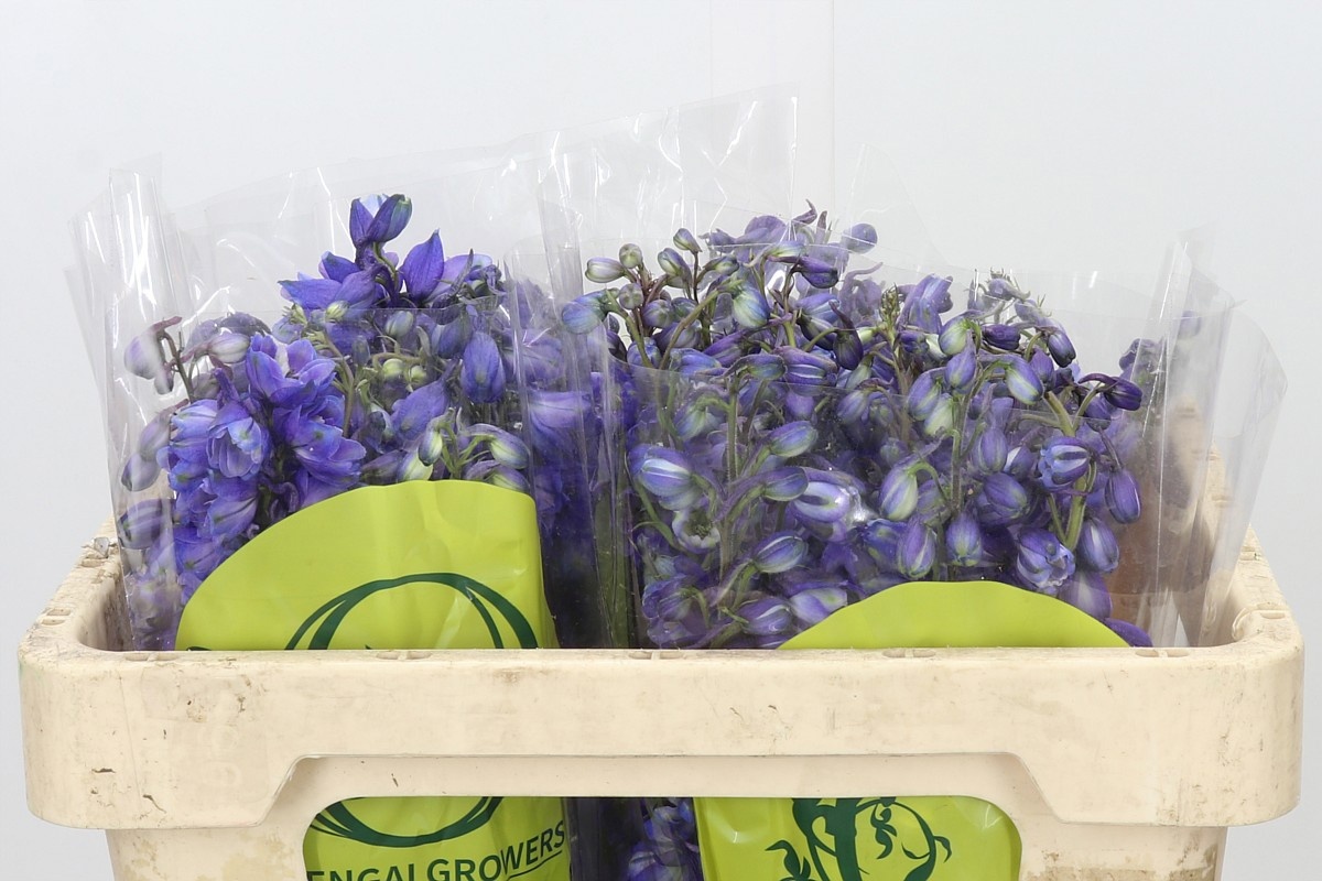 Delphinium Black Knigh 50cm