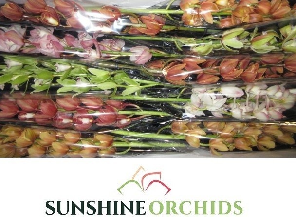 Cymbidium Asst Mini 60cm
