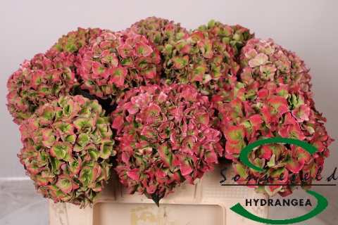 Hydrangea Rodeo Classic Pink 50cm 18Ø