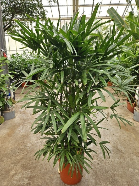 Picture of Rhapis excelsa P34 190CM