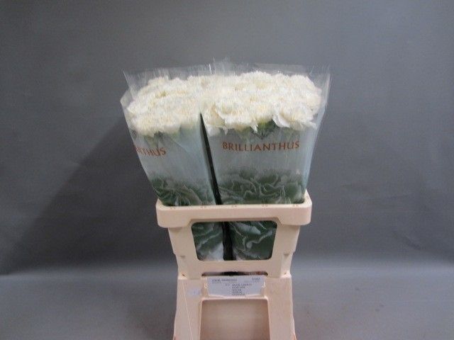 Dianthus St White Liberty 60cm