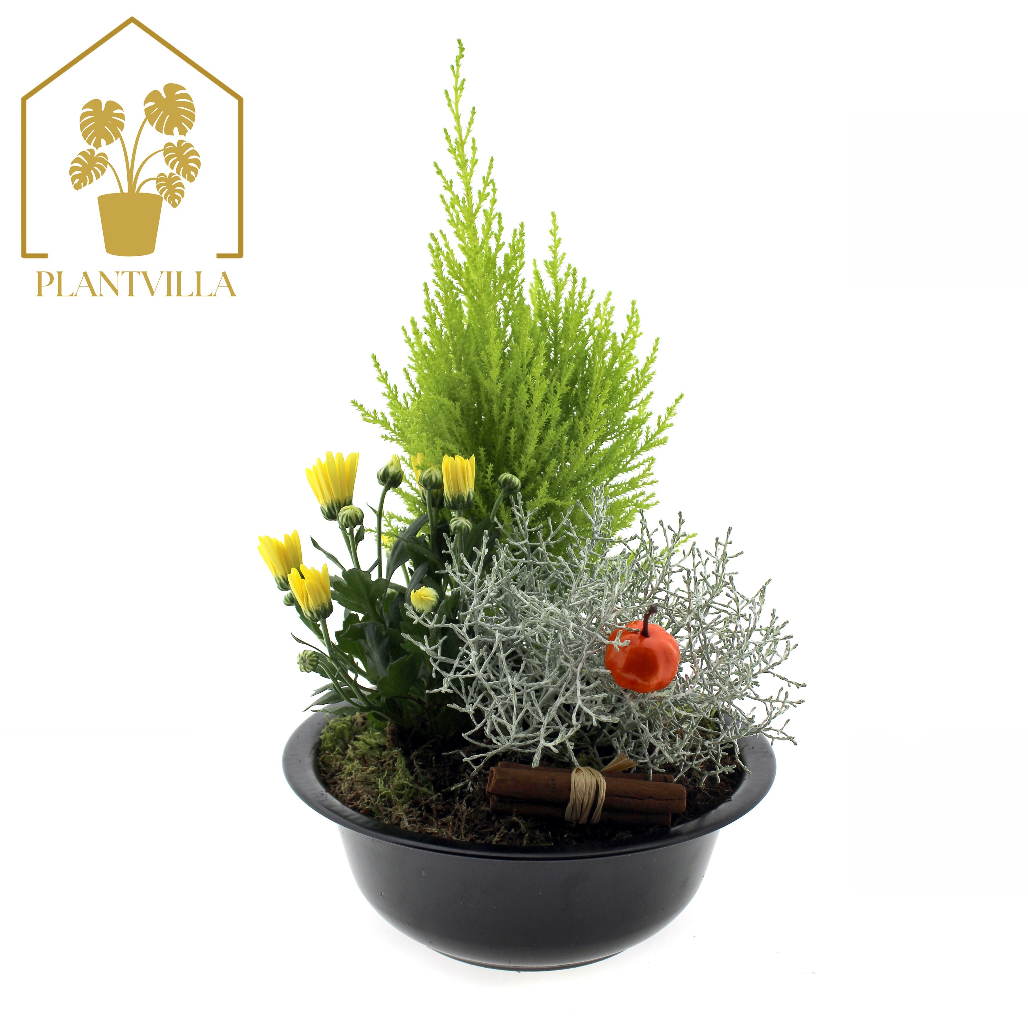 Arr Tuinplanten 24P 35cm 22bloei