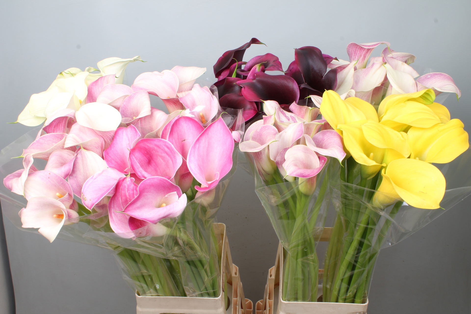 Calla Assorted 80cm