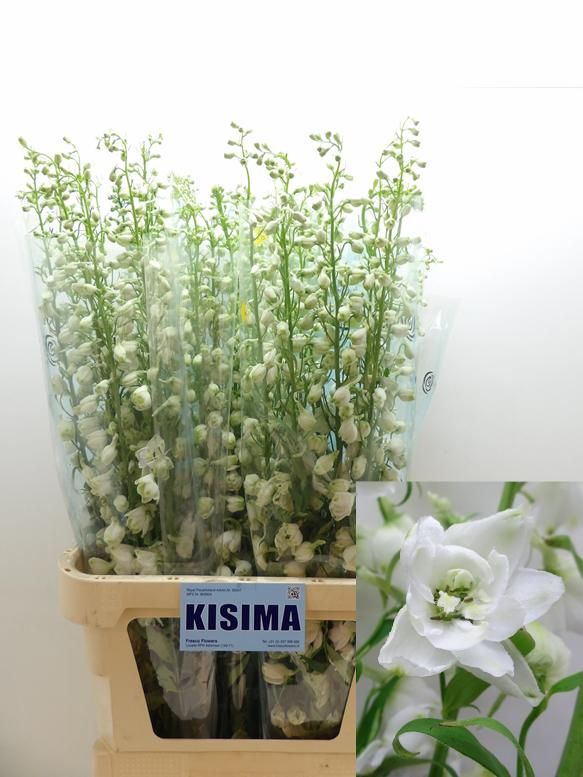 Delphinium Cand Wh Shades 100cm