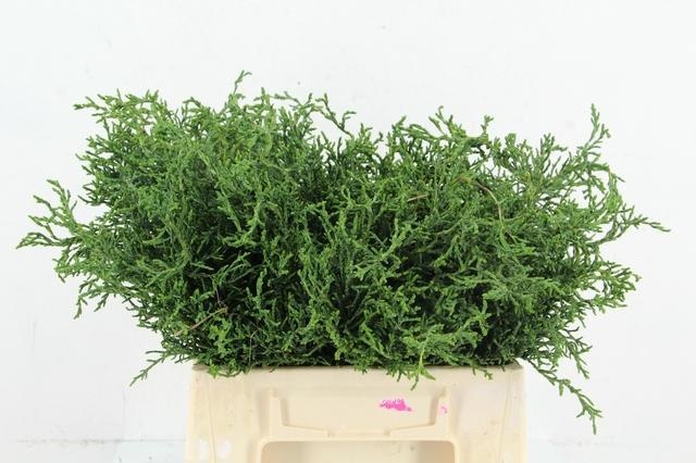 Coniferen Snijgroen 45L.cm