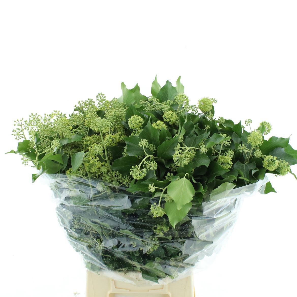 Hedera Leaves 50cm 400gram